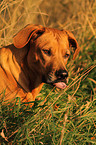 Rhodesian Ridgeback Portrait