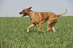 spielender Rhodesian Ridgeback