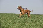 spielender Rhodesian Ridgeback