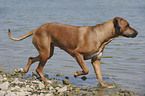 laufender Rhodesian Ridgeback