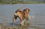 badender Rhodesian Ridgeback