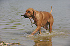 spielender Rhodesian Ridgeback