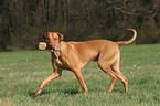 spielender Rhodesian Ridgeback