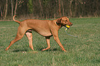 spielender Rhodesian Ridgeback