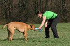 spielender Rhodesian Ridgeback