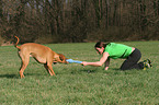 spielender Rhodesian Ridgeback