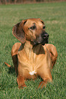 liegender Rhodesian Ridgeback