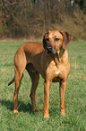 stehender Rhodesian Ridgeback