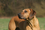 Rhodesian Ridgeback Portrait