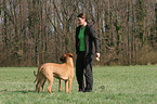 Frau mit Rhodesian Ridgebacks