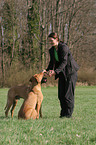 Frau mit Rhodesian Ridgebacks