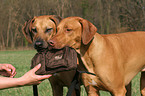 Rhodesian Ridgeback apportiert Tasche