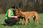 Frau fttert Rhodesian Ridgebacks