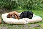 Labrador Retriever & Rhodesian Ridgeback