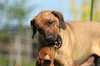 Rhodesian Ridgebacks