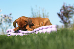 Rhodesian Ridgeback Welpe