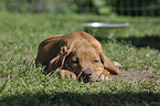 Rhodesian Ridgeback Welpe