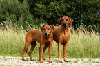 Rhodesian Ridgebacks