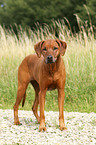 Rhodesian Ridgeback