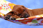 Rhodesian Ridgeback Welpe