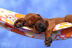 Rhodesian Ridgeback Welpe