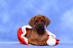 Rhodesian Ridgeback Welpe