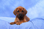 Rhodesian Ridgeback Welpe