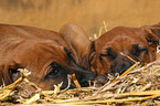 Rhodesian Ridgeback Welpen