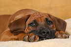 Rhodesian Ridgeback Welpe