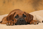 Rhodesian Ridgeback Welpe