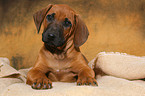 Rhodesian Ridgeback Welpe