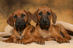 Rhodesian Ridgeback Welpen