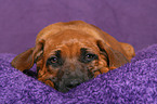 Rhodesian Ridgeback Welpe