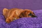 Rhodesian Ridgeback Welpe