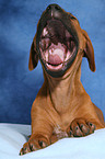 Rhodesian Ridgeback Welpe