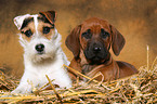 Rhodesian Ridgeback Welpe und Jack Russell Terrier