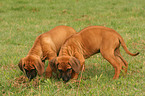 Rhodesian Ridgeback Welpen