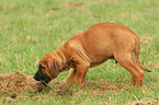 Rhodesian Ridgeback Welpe