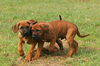 Rhodesian Ridgeback Welpen