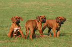 Rhodesian Ridgeback Welpen