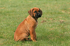 Rhodesian Ridgeback Welpe