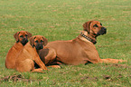 Rhodesian Ridgebacks Hndin mit Welpen