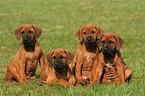 Rhodesian Ridgeback Welpen