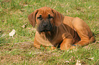 Rhodesian Ridgeback Welpe