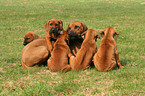 Rhodesian Ridgeback Hndin mit Welpen