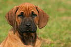 Rhodesian Ridgeback Welpe