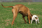 2 Hunde