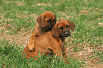 Rhodesian Ridgeback Welpen