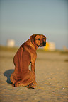 sitzender Rhodesian Ridgeback