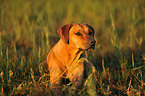 liegender Rhodesian Ridgeback